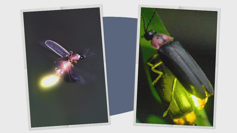 Grafik: Glühwürmchen