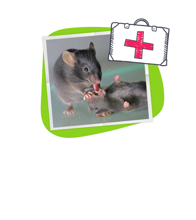 Mäuse leisten Erste Hilfe!
