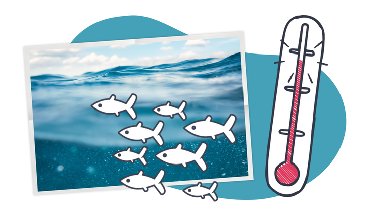 Meer Temperatur Grafik