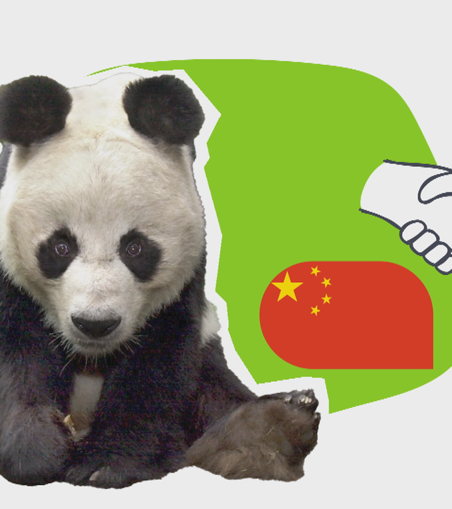 Grafik: Pandas und Politik