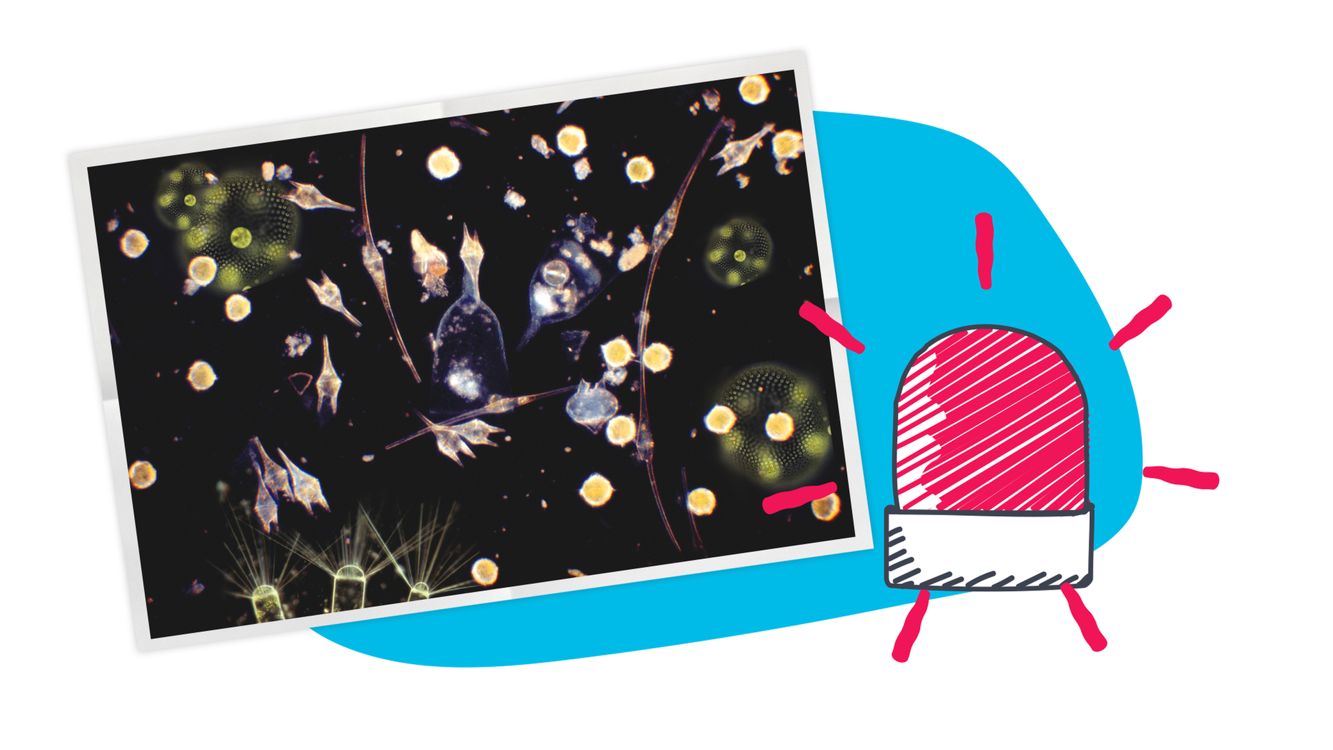 Grafik Phytoplankton 