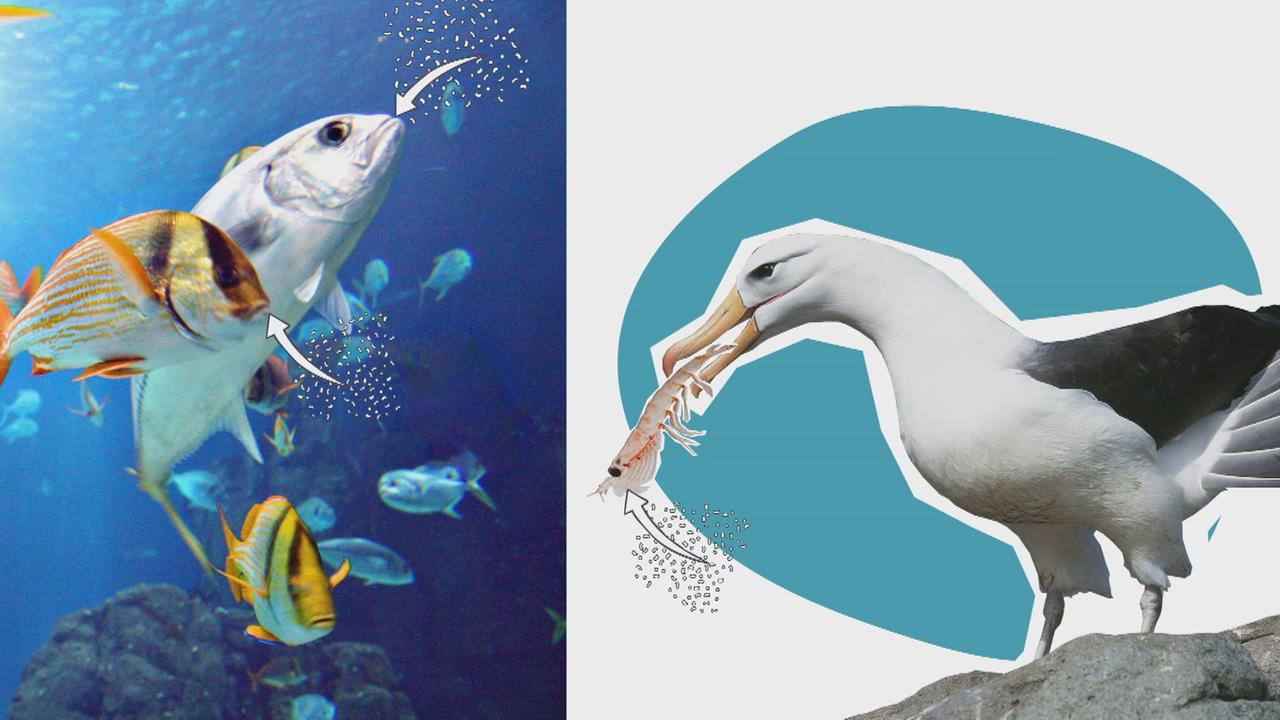 Bild für Wieso im Meer sooo viel Plastik schwimmt