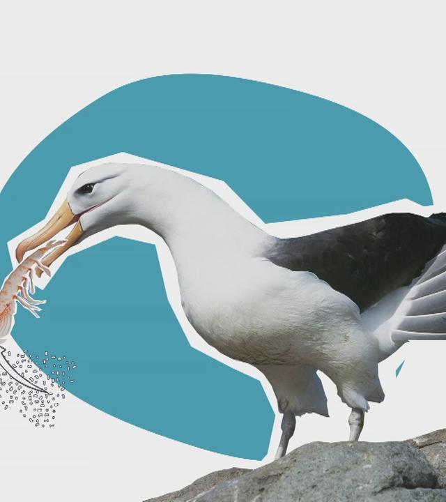 Grafik Plastikmüll im Meer