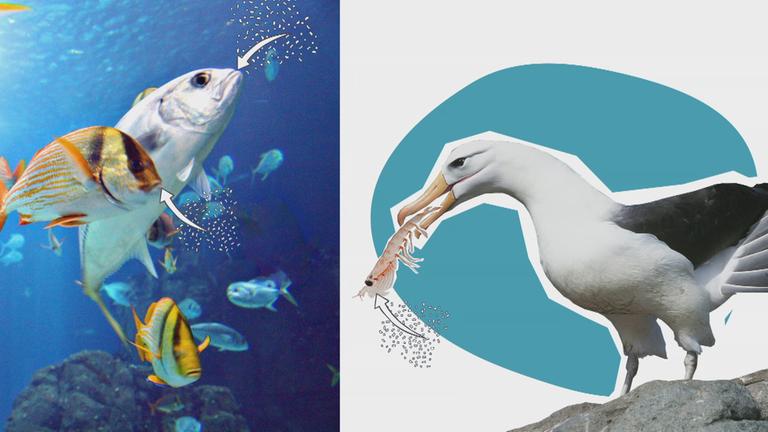 Grafik Plastikmüll im Meer