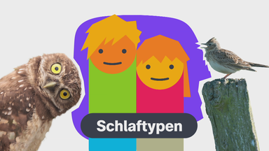 Grafik Schlaftypen