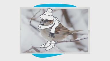 Ein Vogel mit Mütze, Schal und Stiefeln
