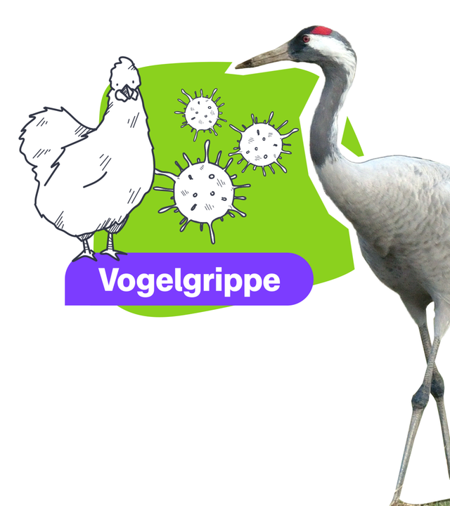 Zwei Vögel, ein Virussymbol 