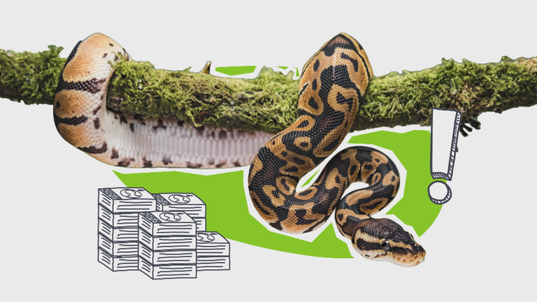 Grafik: Wildtierhandel 