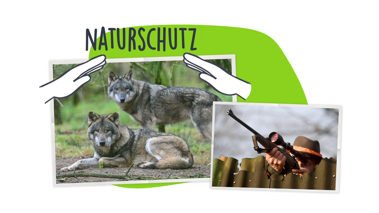 Grafik: Wölfe in Deutschland