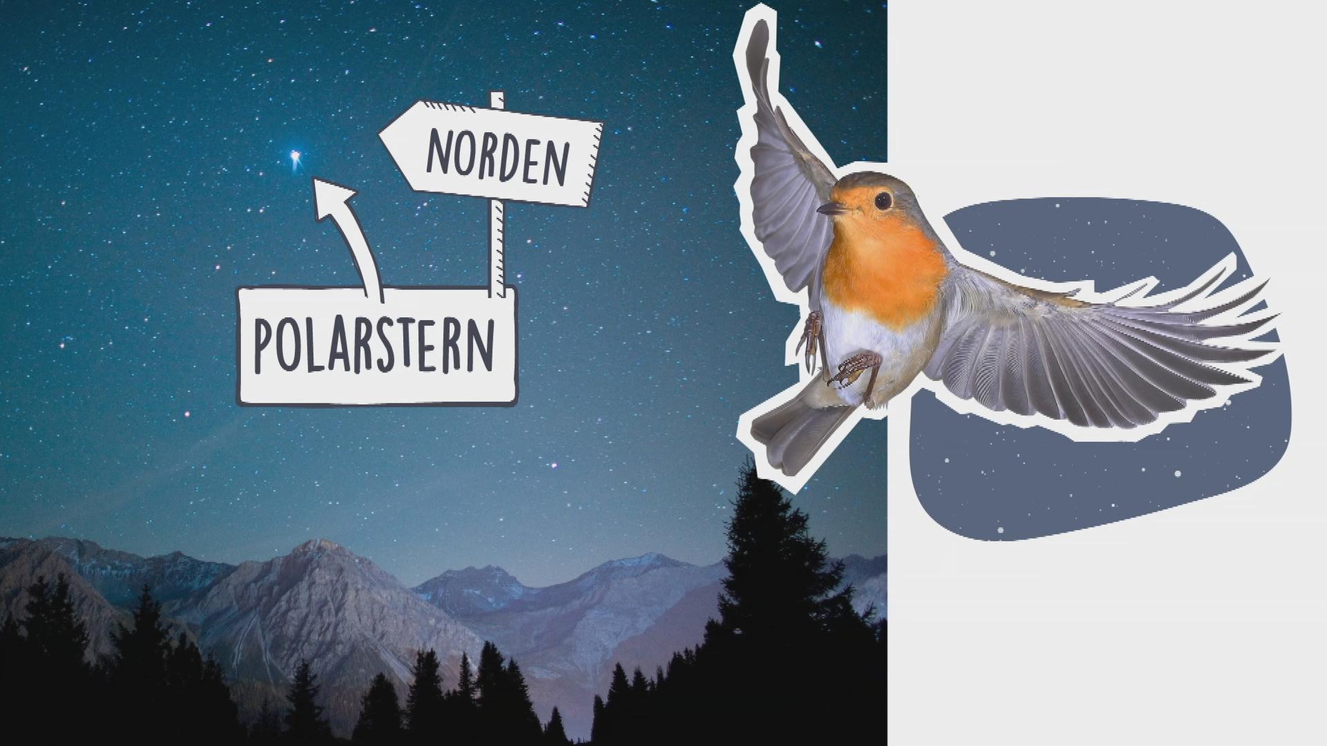 Grafik Zugvögel