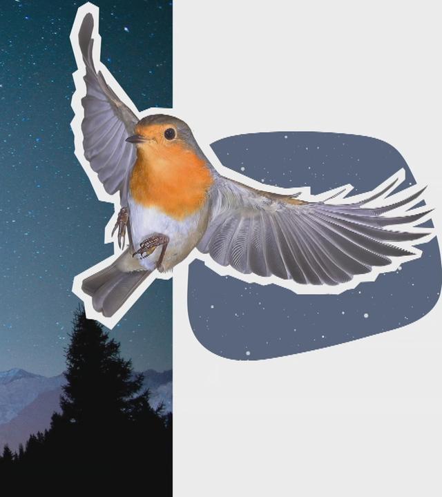 Grafik Zugvögel