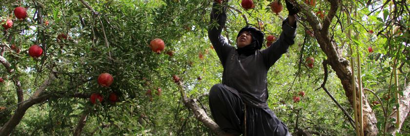 Eine Frau erntet auf einem Baum Granatäpfel