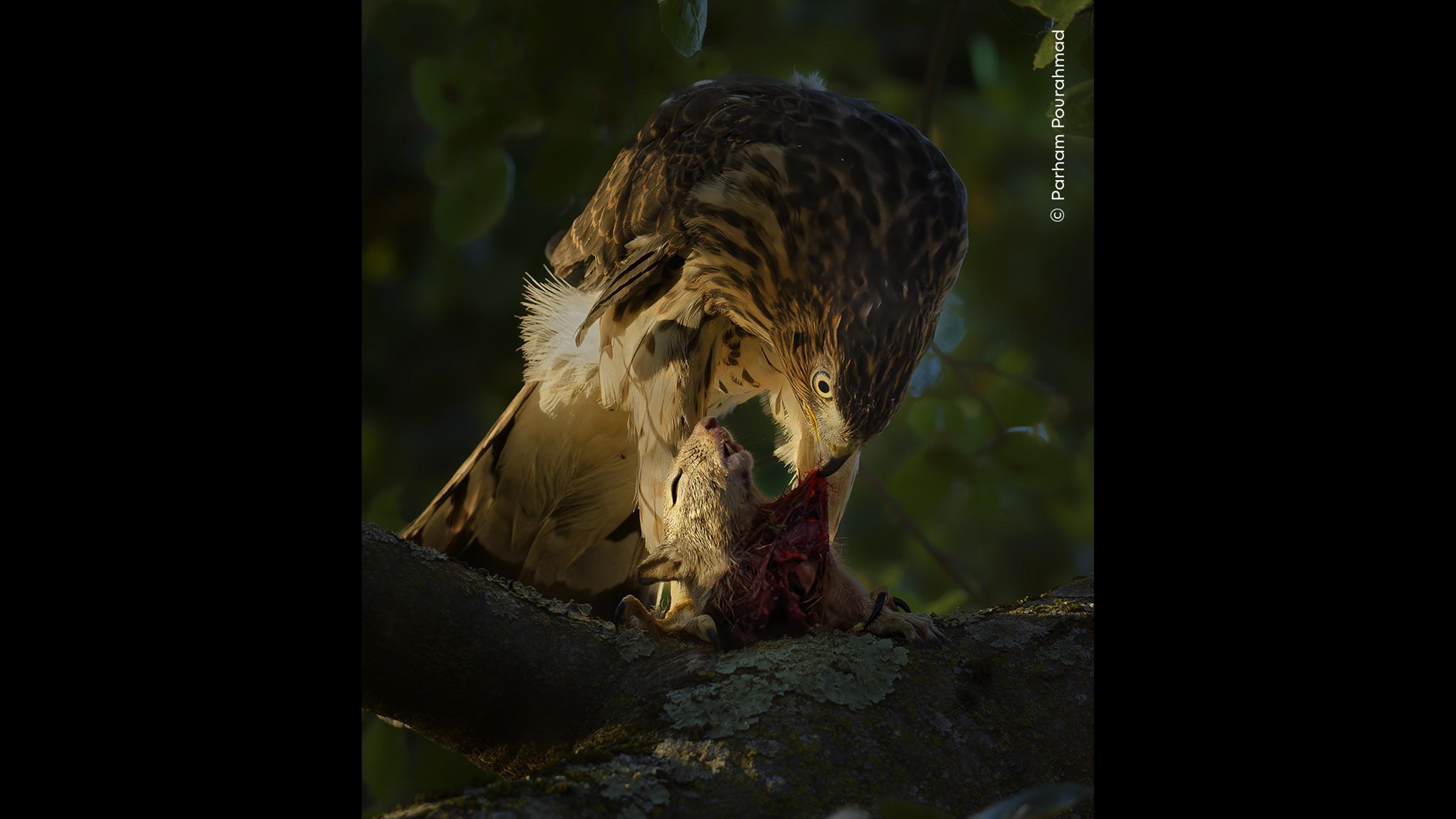 Greifvogel mit Beute auf Baumstamm