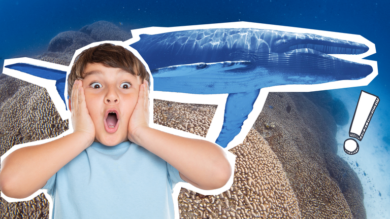 Größte Koralle der Welt