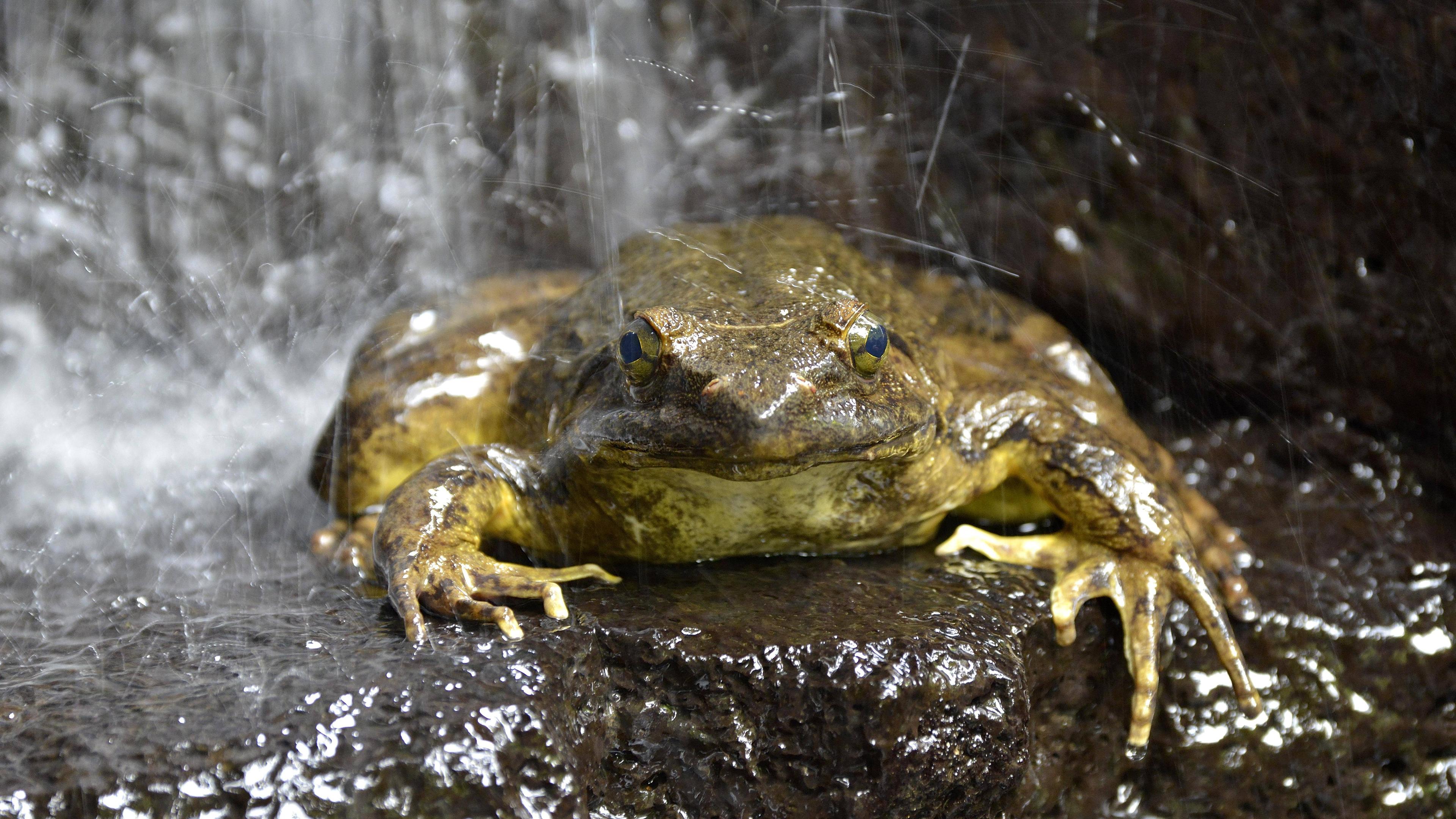 Der Goliath-Frosch ist der größte Frosch der Welt.