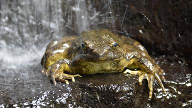 Der Goliath-Frosch ist der größte Frosch der Welt.