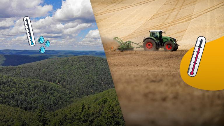 Während es im Pfälzerwald sehr kühl ist, hitzt sich der Boden in der Magdeburger Börde durch die Landwirtschaft sehr auf.