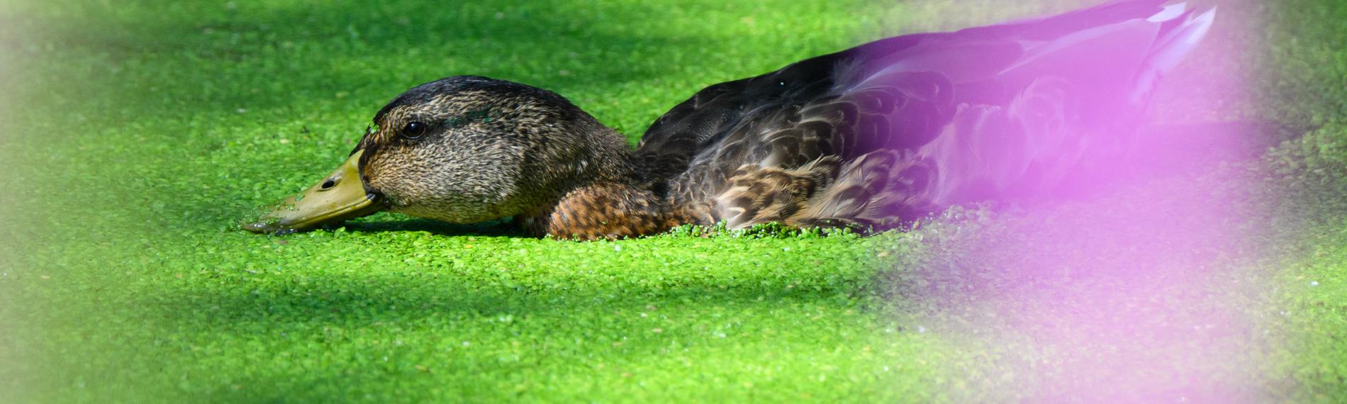 Eine Ente schwimmt durch einen Fluss, der vor lauter Wasserlinsen ganz grün ist.