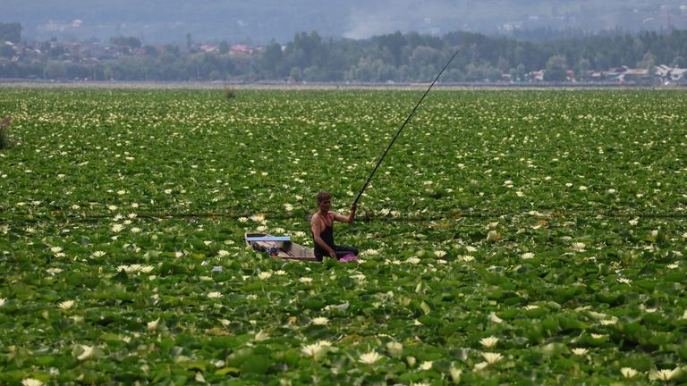Ein Mann fischt in den Gewässern des Dal-Sees in Srinagar (Indien) - die Wasseroberfläche ist voller Wasserpflanzen und grün. 