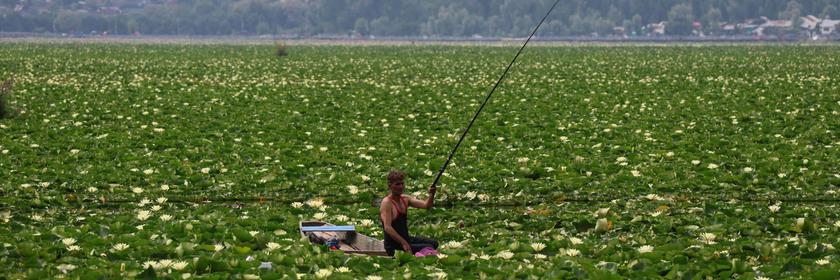 Ein Mann fischt in den Gewässern des Dal-Sees in Srinagar (Indien) - die Wasseroberfläche ist voller Wasserpflanzen und grün. 