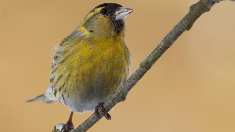Grünfink sitzt auf einem Zweig