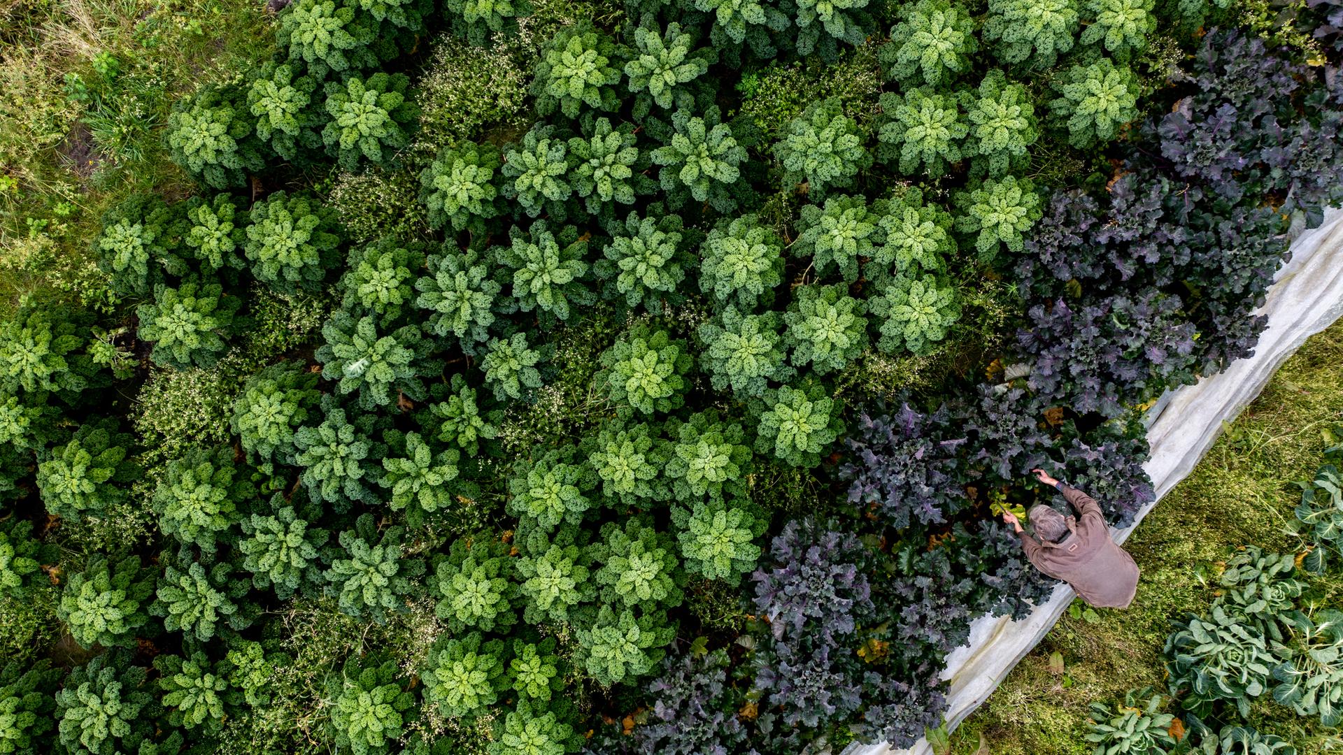 In Niedersachsen steht die Grünkohlsaison vor dem Start. Hier kontrolliert ein Landwirt die supergesunden Kohlpflanzen.