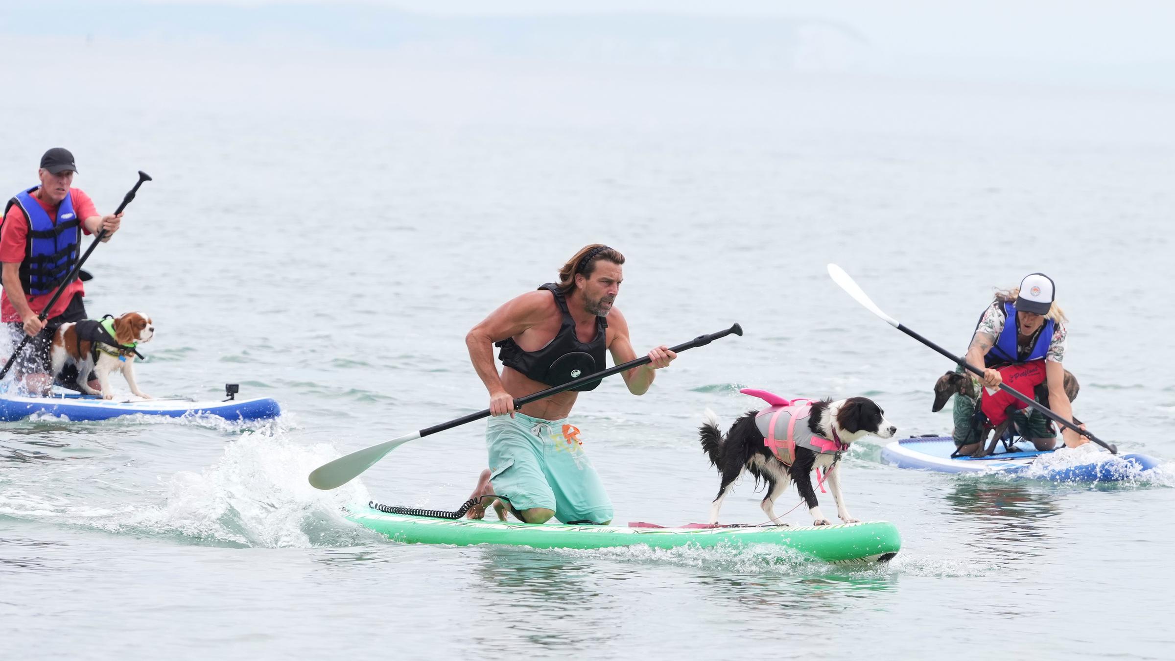 Drei Menschen paddeln jeweils mit einem Hund auf einem Paddelboard im Wasser.