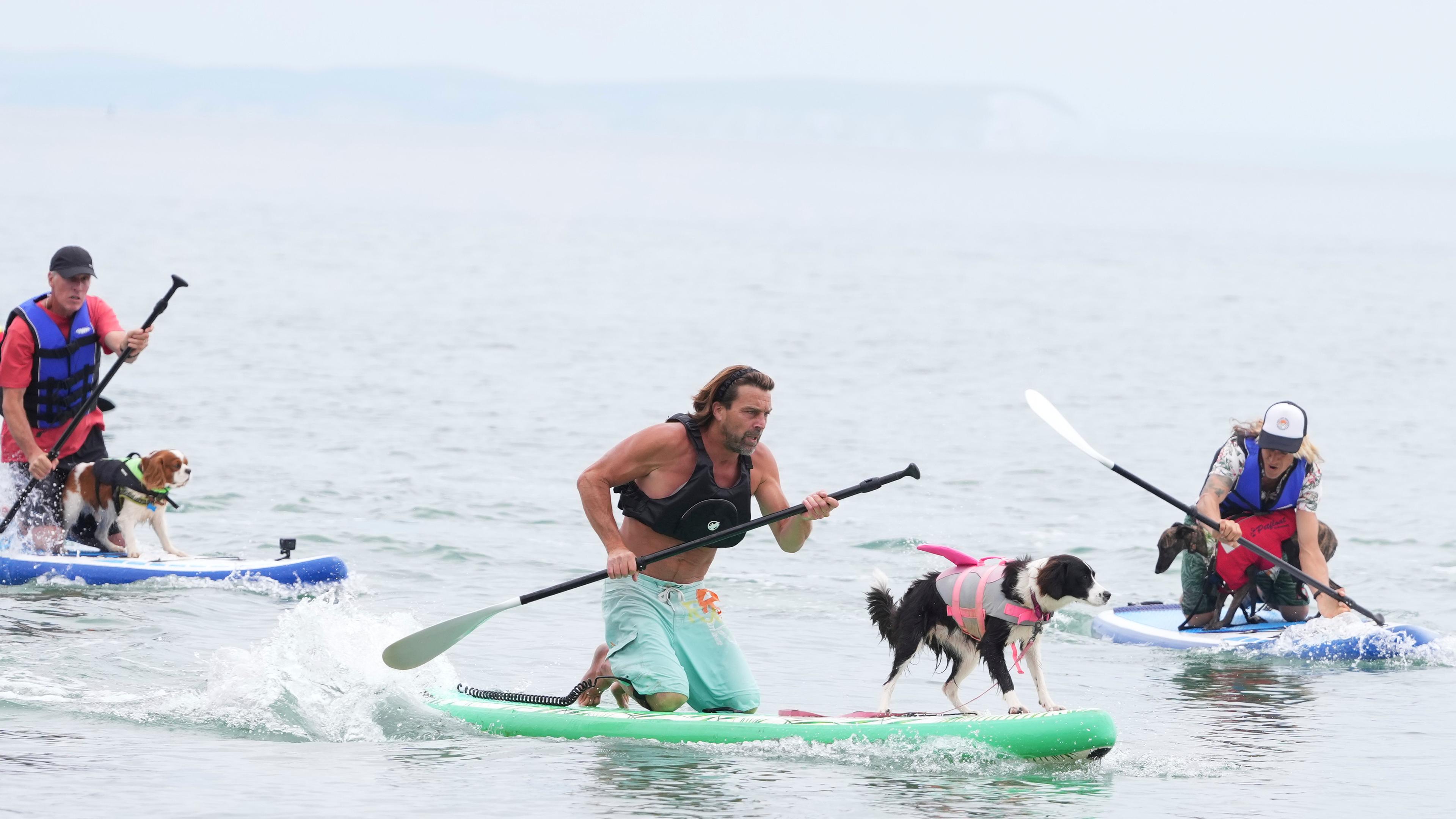 Drei Menschen paddeln jeweils mit einem Hund auf einem Paddelboard im Wasser.