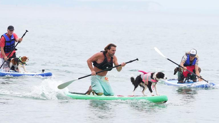 Drei Menschen paddeln jeweils mit einem Hund auf einem Paddelboard im Wasser.