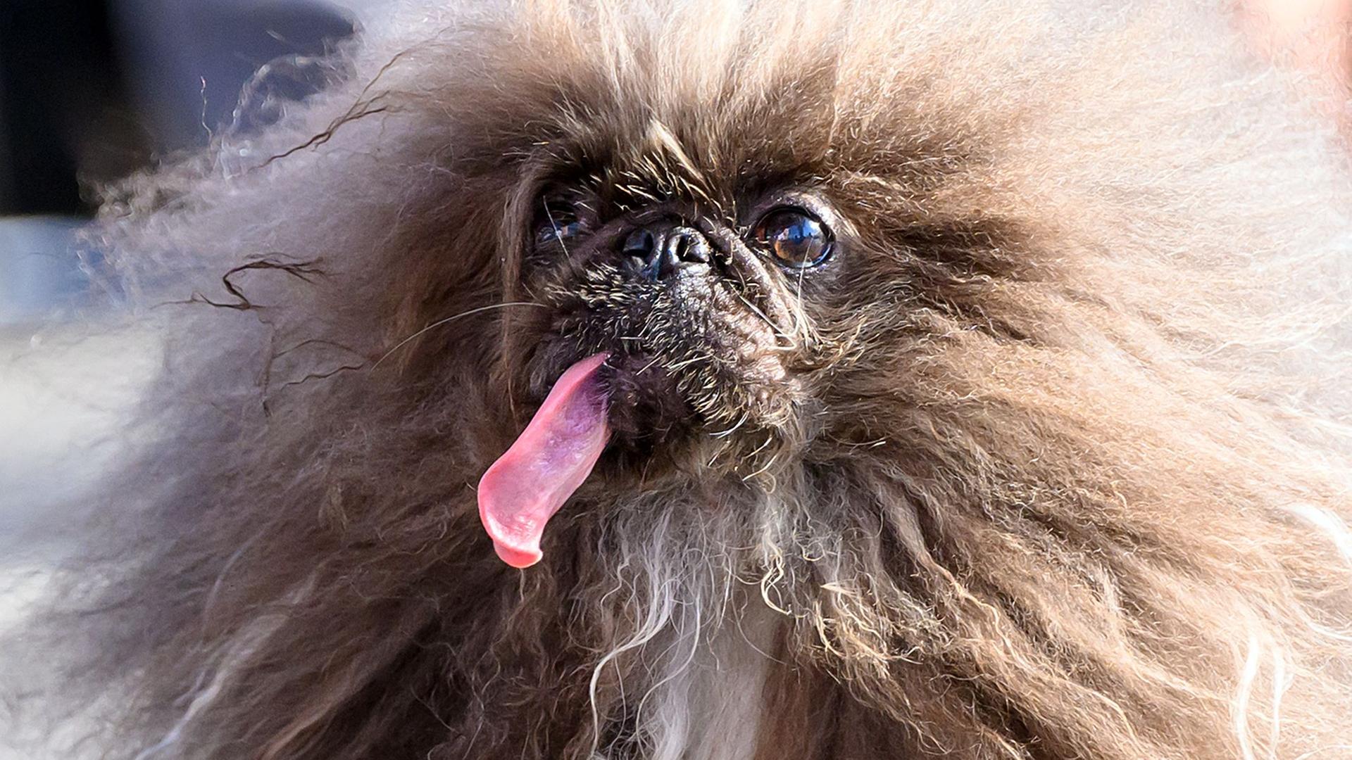 Wild Thang  wurde zum hässlichsten Hund gekürt