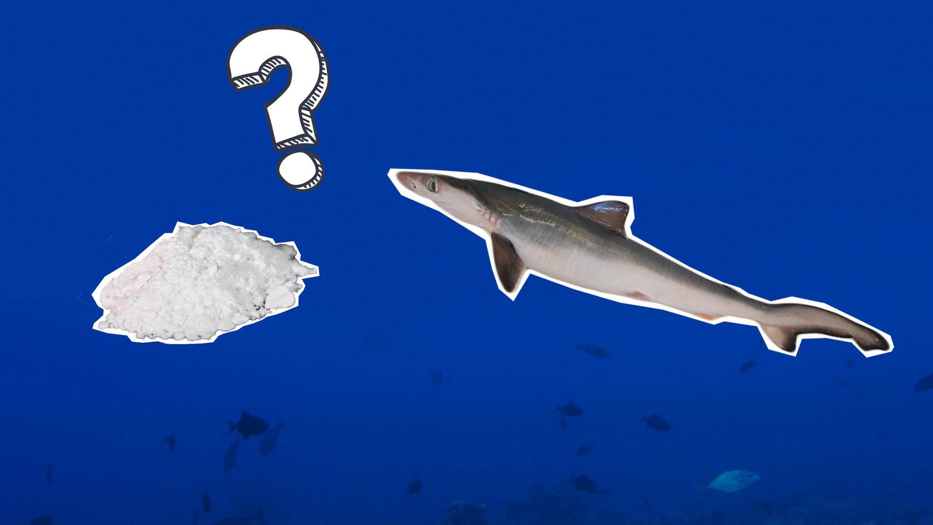 In Brasilien wurde Kokain in den Körpern von Haien gefunden. 