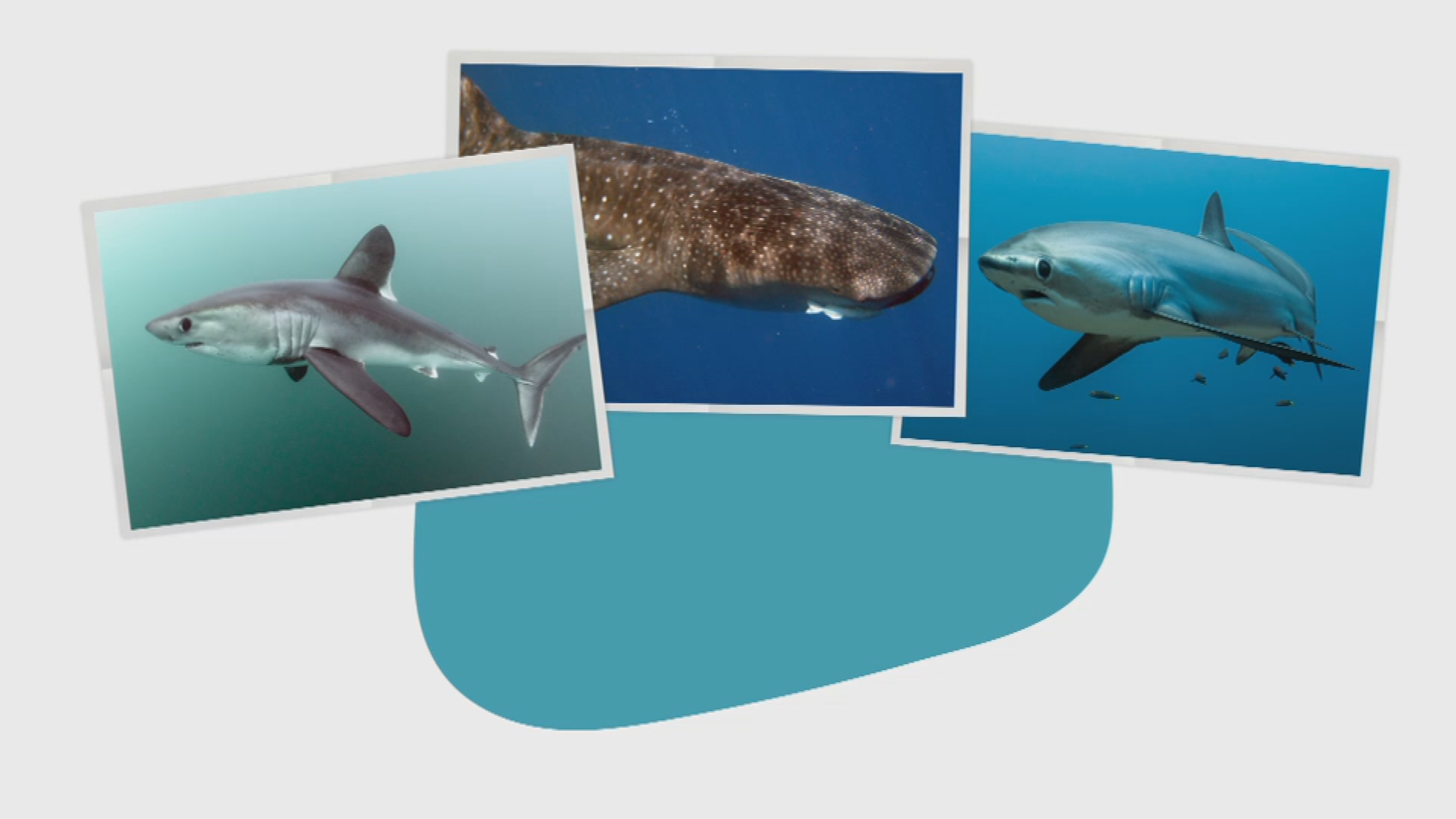 drei verschiedene Haiarten auf drei Fotos auf blau weißem Hintergrund