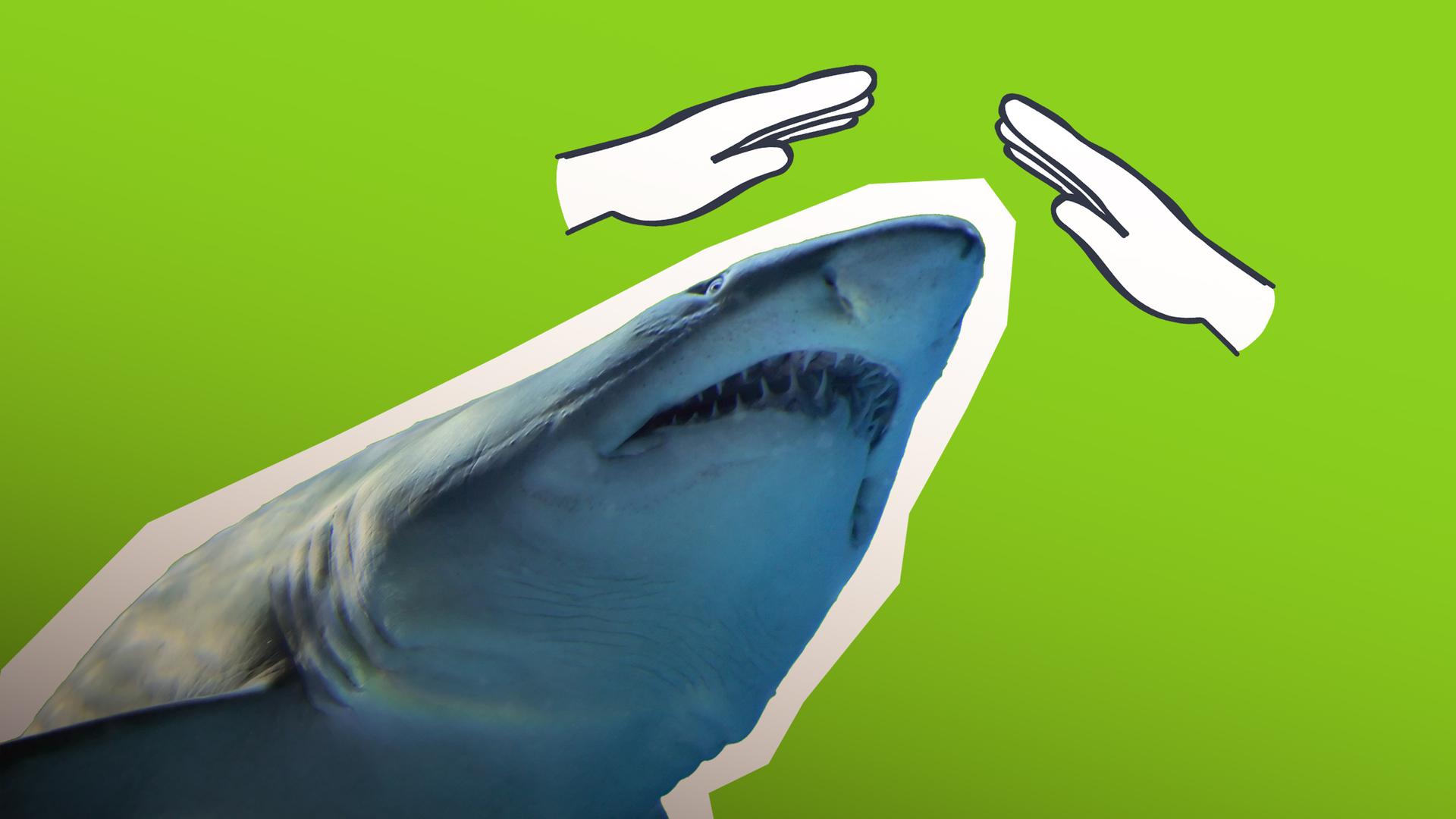 Hai; geschützte Hände