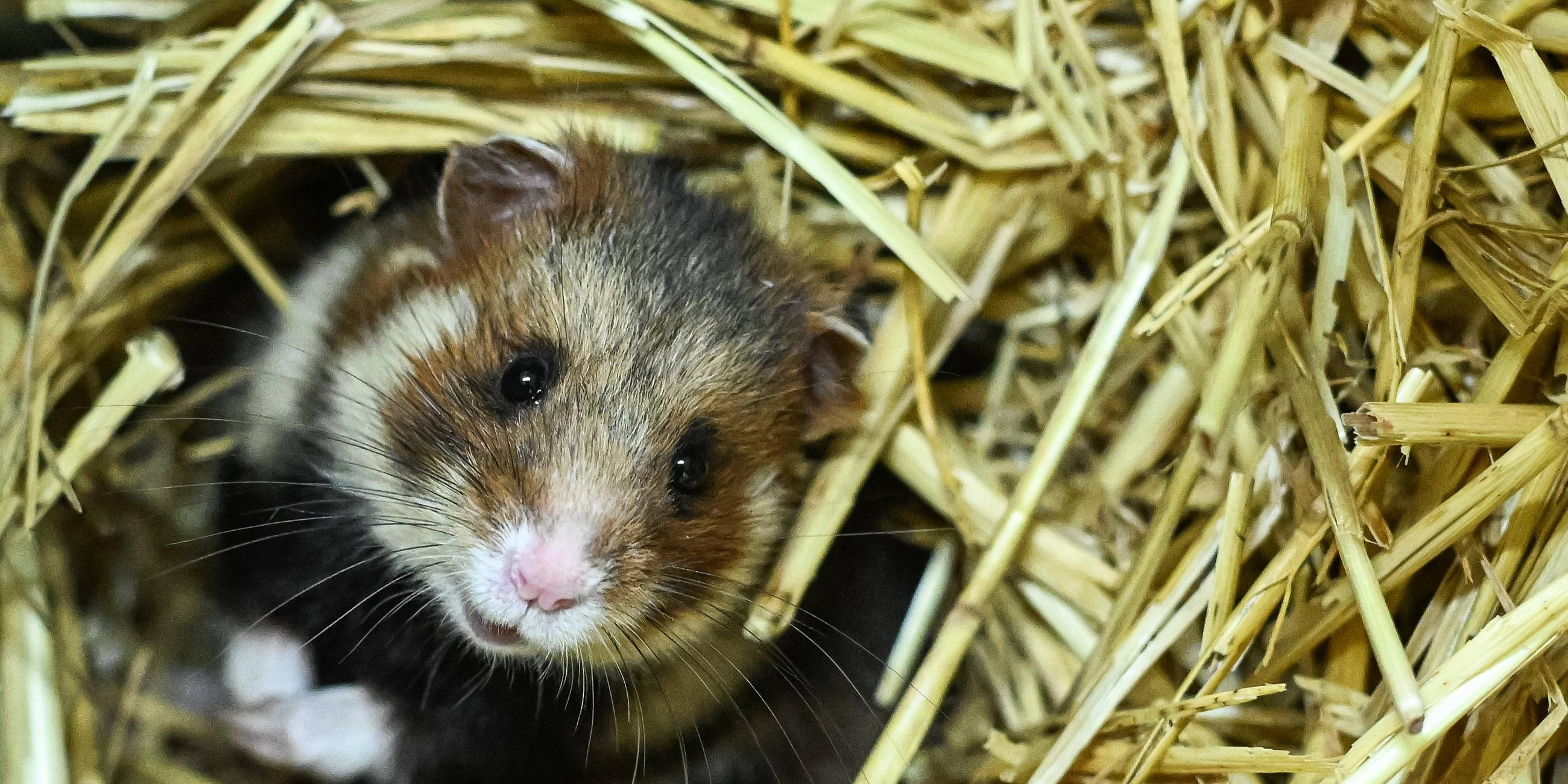 Ein Hamster sitzt im Stroh.