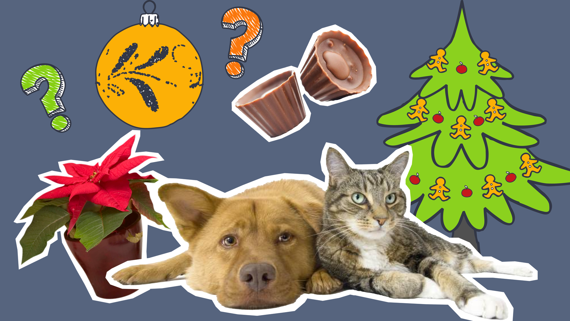 Hund und Katze mit Weihnachtsbaum, Kugel, Schokolade und Weihnachtsstern.