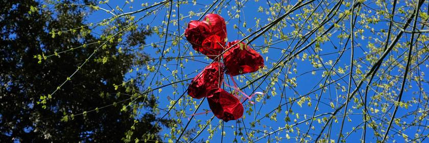 In Rom hängen Herz Luftballons in einem Baum