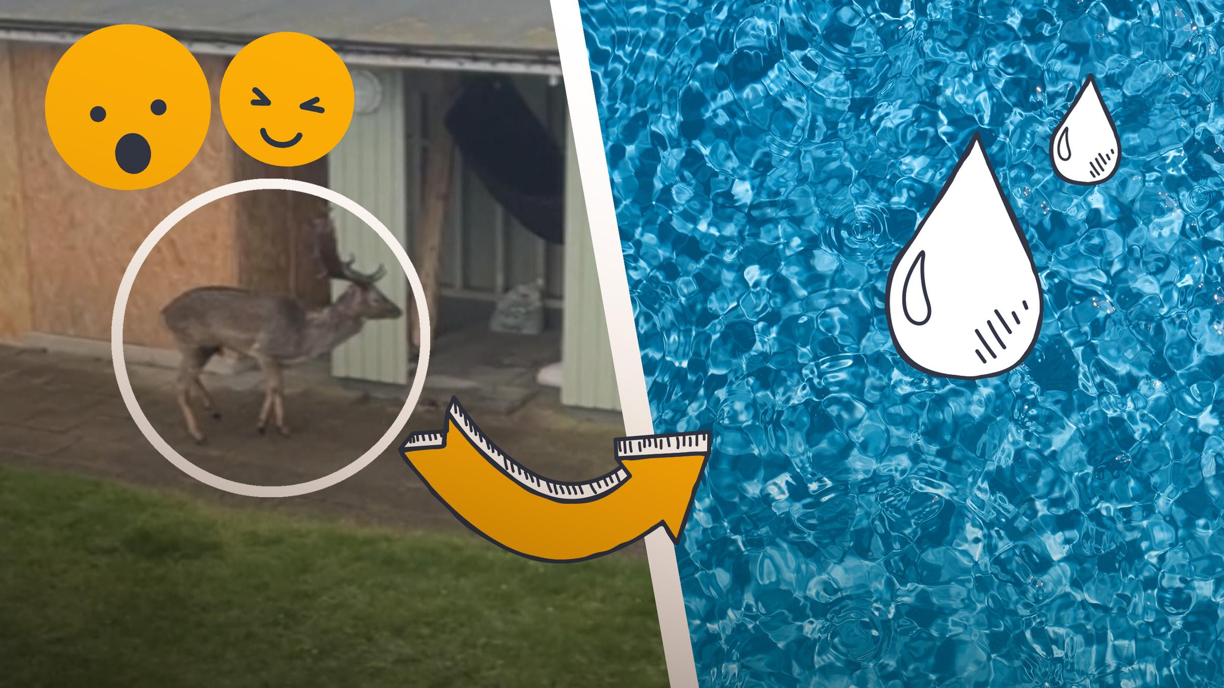 Eine Aufnahme eines Hirsches, blaues Wasser, Wassertropfen und Emojis