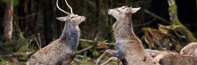 Zwei Hirsche spielen in einem Wald