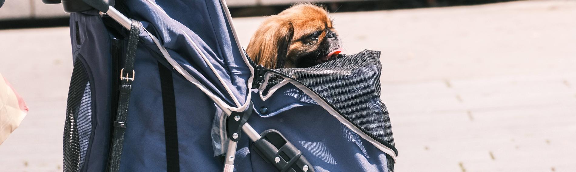 Ein Hund der in einem Buggy Gassi geführt wird.