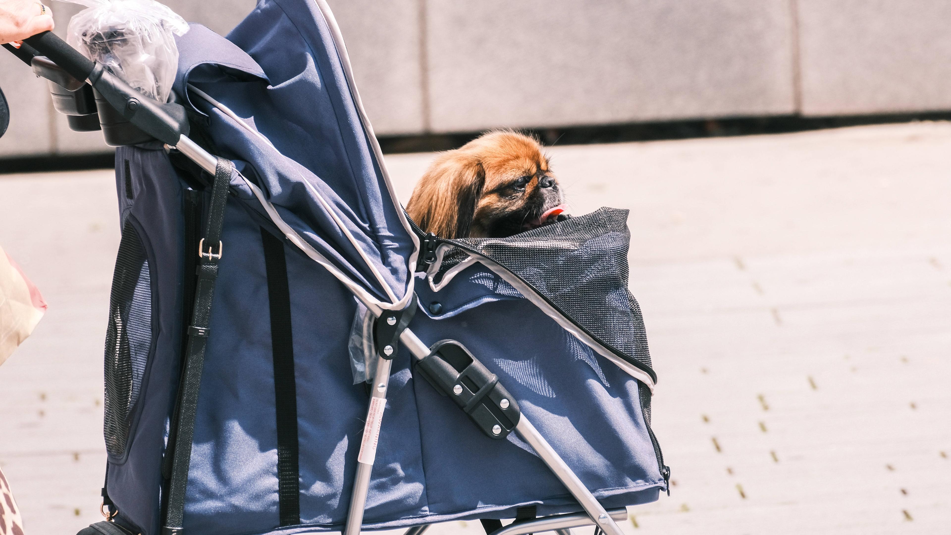 Ein Hund der in einem Buggy Gassi geführt wird.