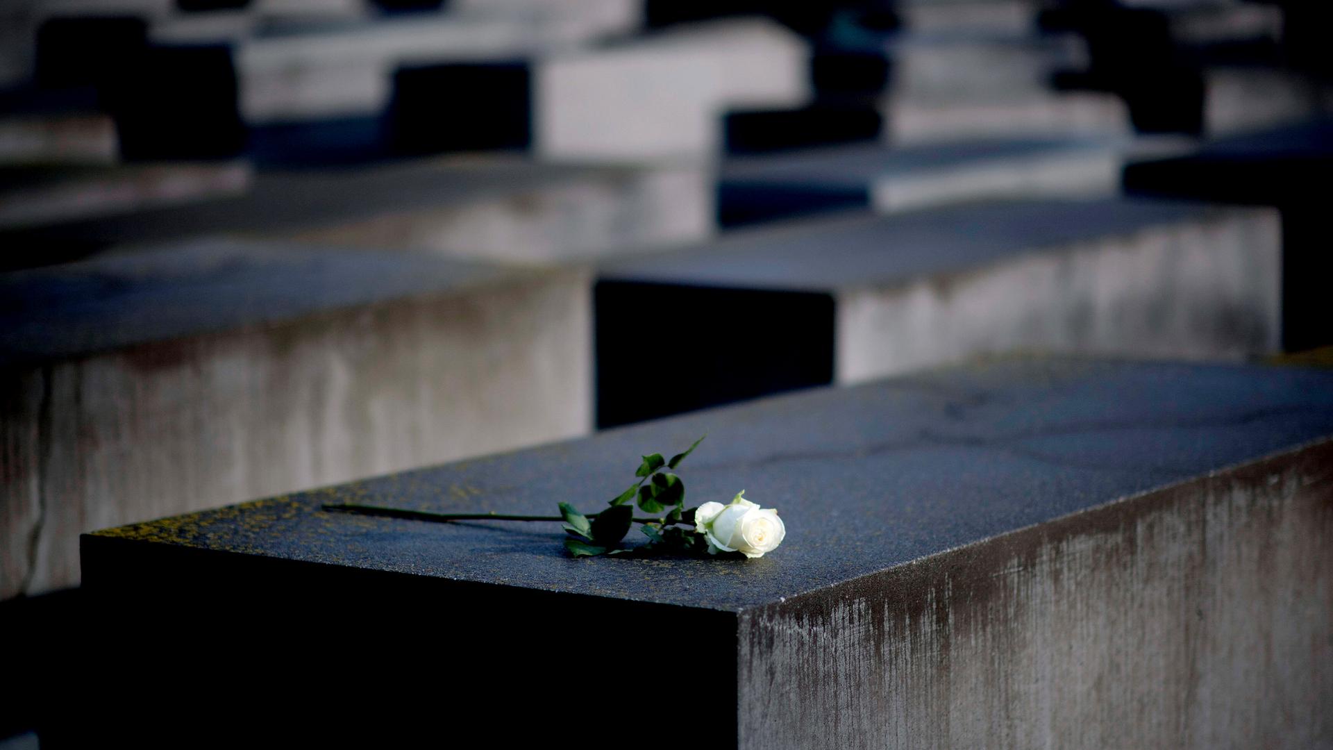Auf einer Beton-Stele des Holocaust-Mahnmals in Berlin liegt eine weiße Rose.