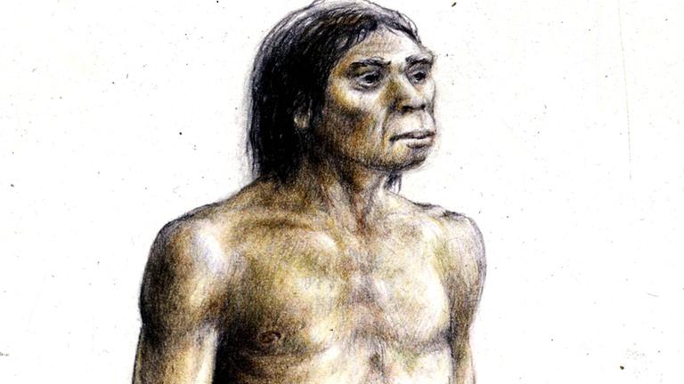 Zeichnung eines homo erectus 