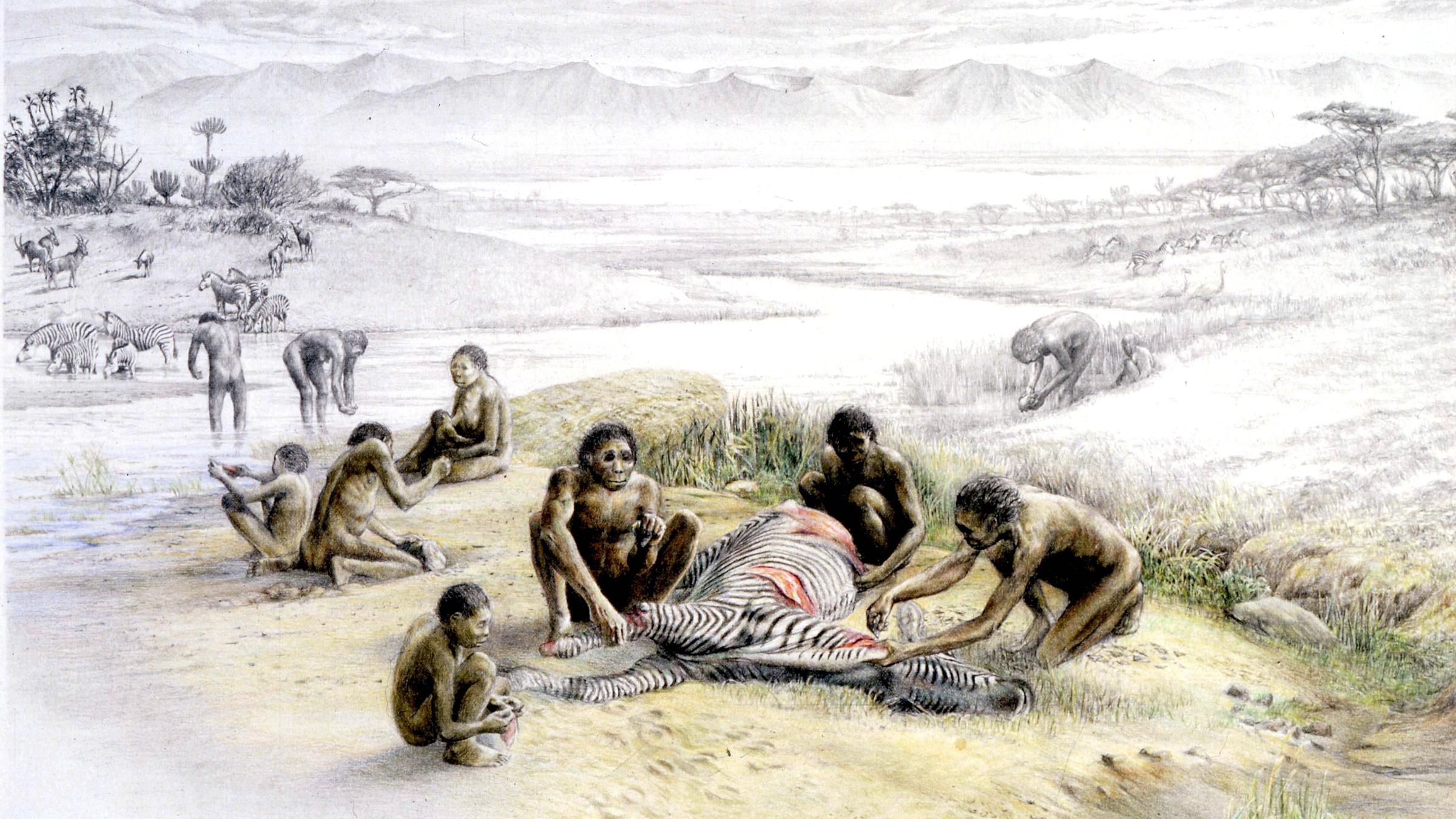 Homo habilis