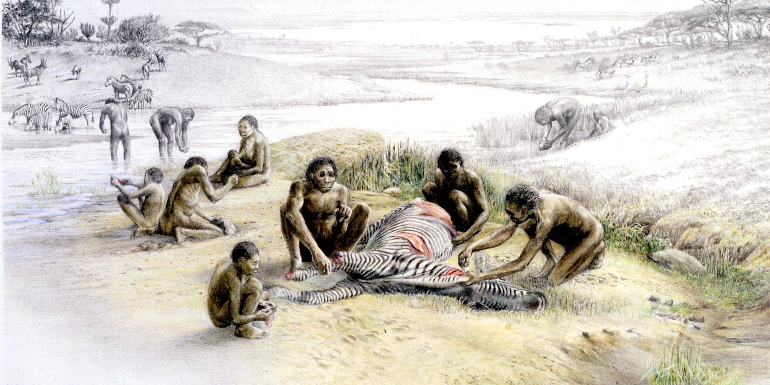 Homo habilis