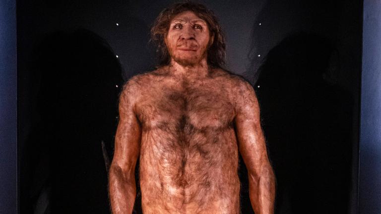 Homo Heidelbergensis