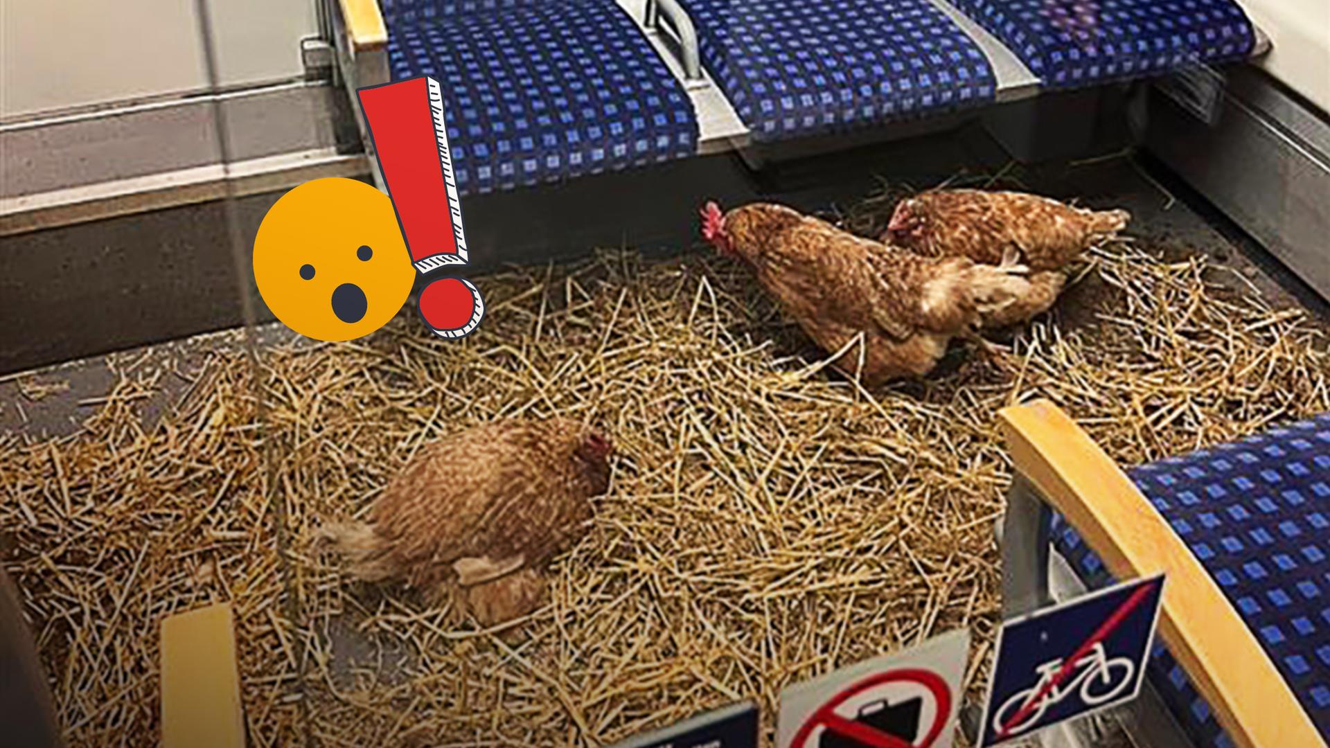 Hühnerstall oder S-Bahn?