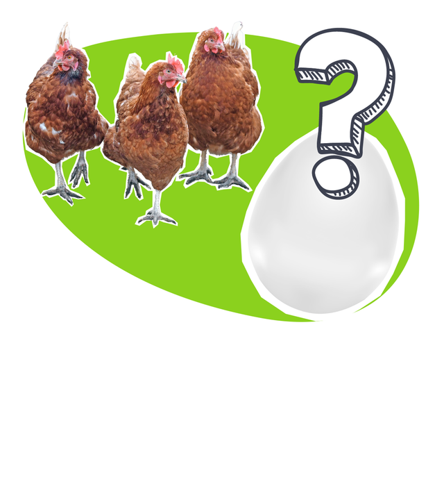 Hühnerhaltung - Grafik