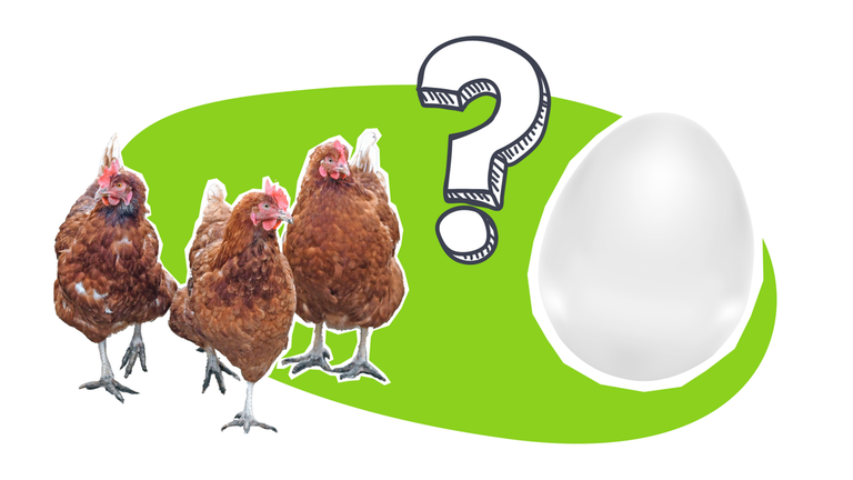 Hühnerhaltung - Grafik