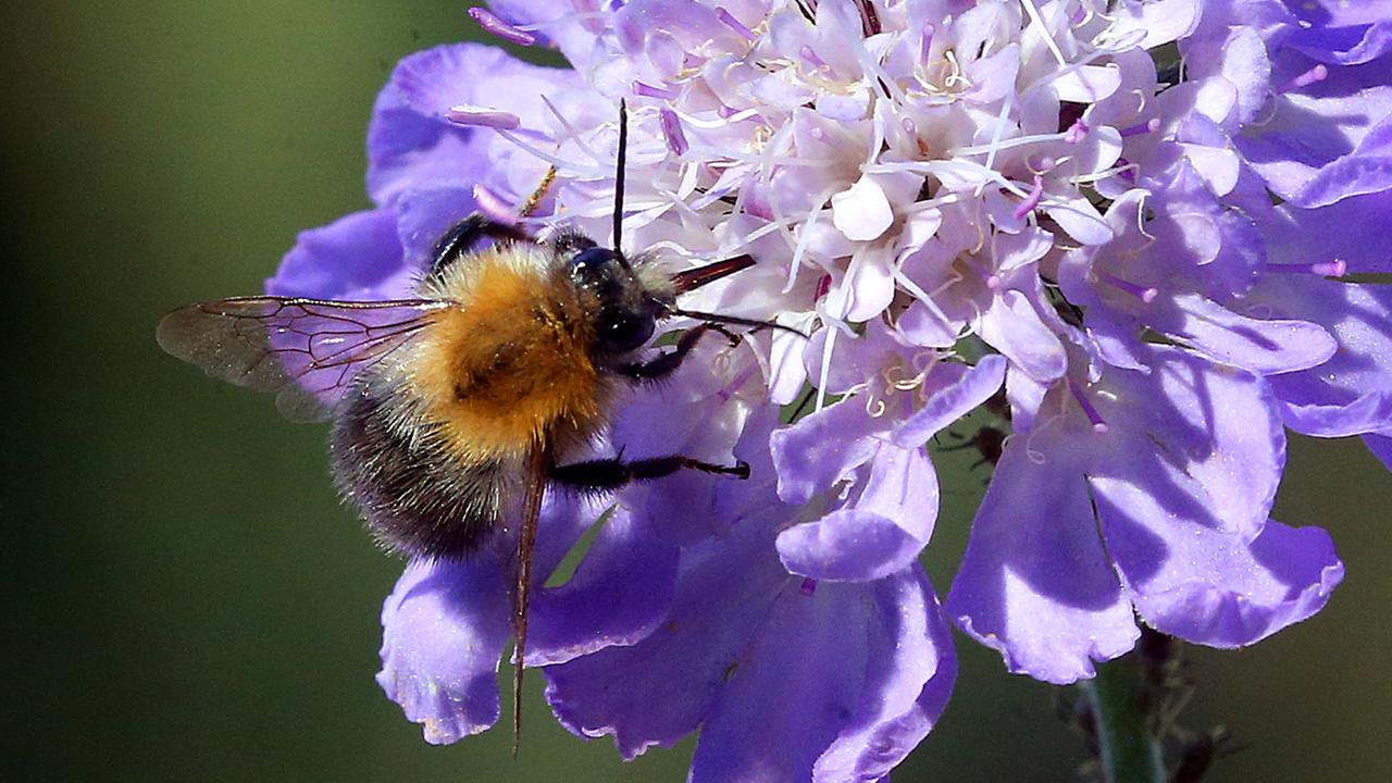Das Foto zeigt eine Hummel, die auf der Blüte einer Blume sitzt