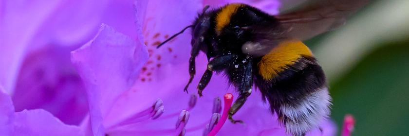 Eine Hummel sammelt Nektar in einer lila Blüte. 